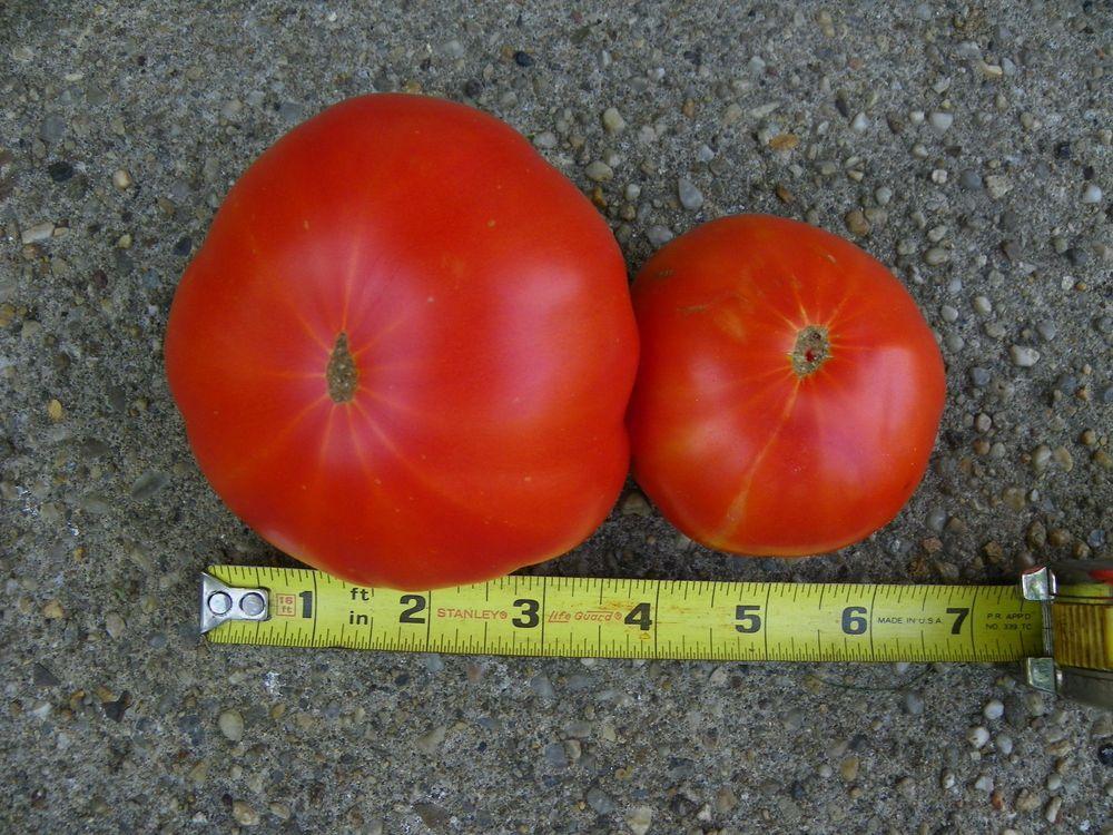 Photo of Tomato (Solanum lycopersicum 'Beefmaster') uploaded by Newyorkrita