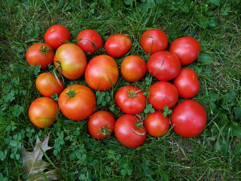 Photo of Tomato (Solanum lycopersicum 'Burpee's Big Boy®') uploaded by Newyorkrita