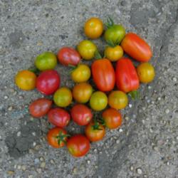 Location: Long Island, NY 
Date: 2013-07-05
cherry and grape tomatoes