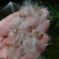 Location: Long Island, NY 
Date: 2013-09-11
seeds with their silken parachutes