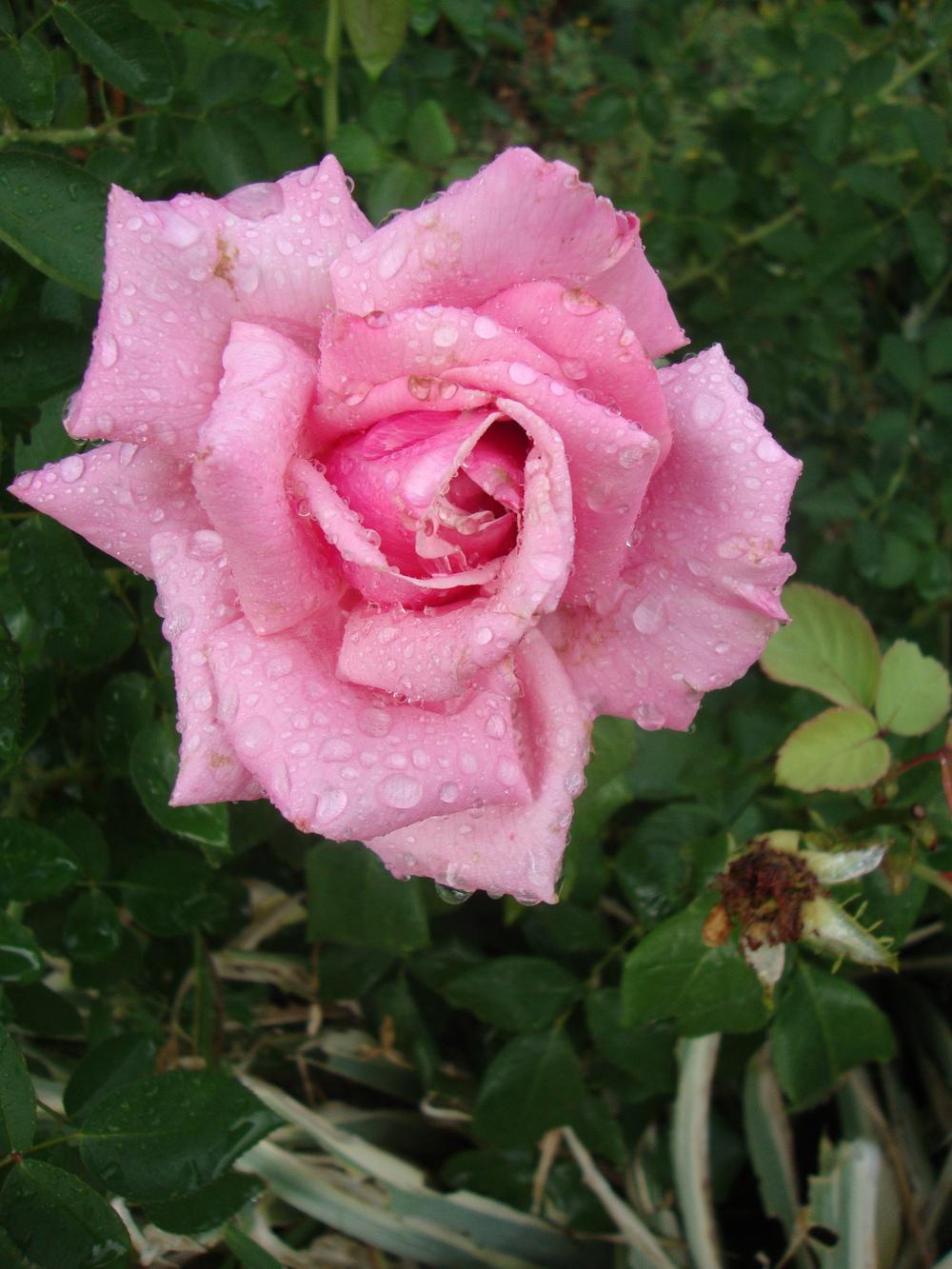 Photo of Rose (Rosa 'Memorial Day') uploaded by Paul2032
