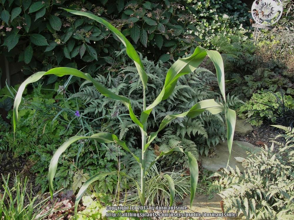Photo of Corn (Zea mays subsp. mays) uploaded by dormantsrule