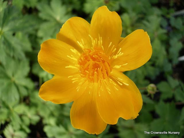 Photo of Chinese Globe Flower (Trollius chinensis 'Golden Queen') uploaded by vic