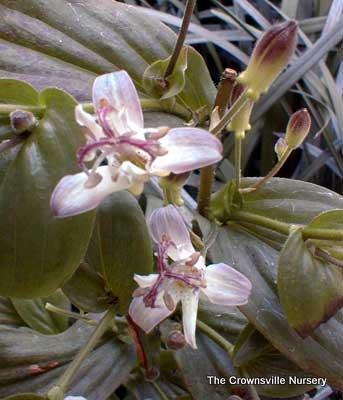 Photo of Toad Lily (Tricyrtis hirta 'Togen') uploaded by vic