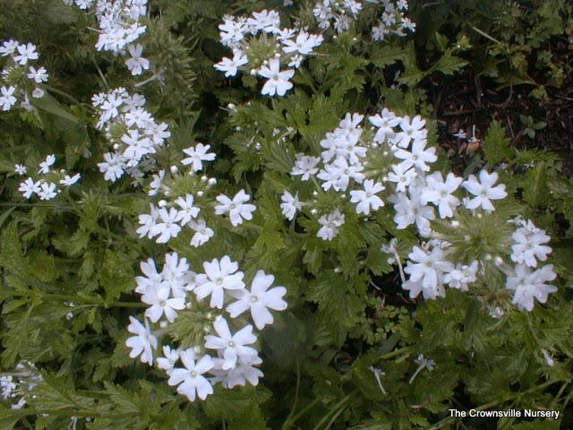 Photo of Verbena 'Snow Flurry' uploaded by vic