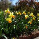 Cyclamineus Daffodils Add Charm to the Spring Garden