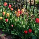 Double Your Spring Bulb Flowers with Tulips and Daffodils