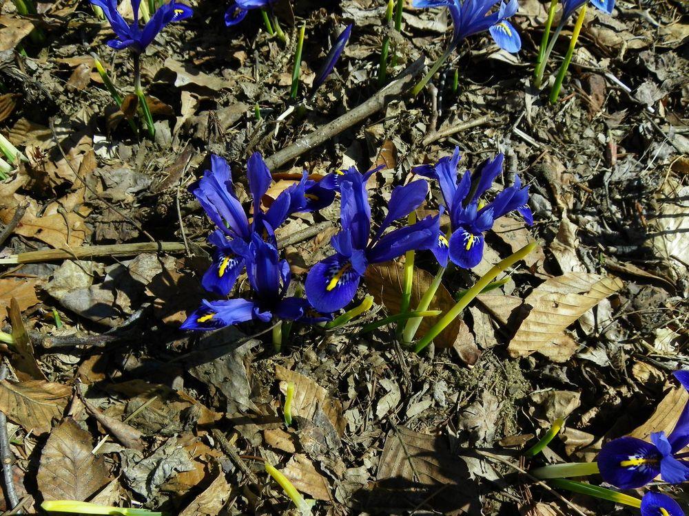 Photo of Reticulated Iris (Iris reticulata) uploaded by Newyorkrita