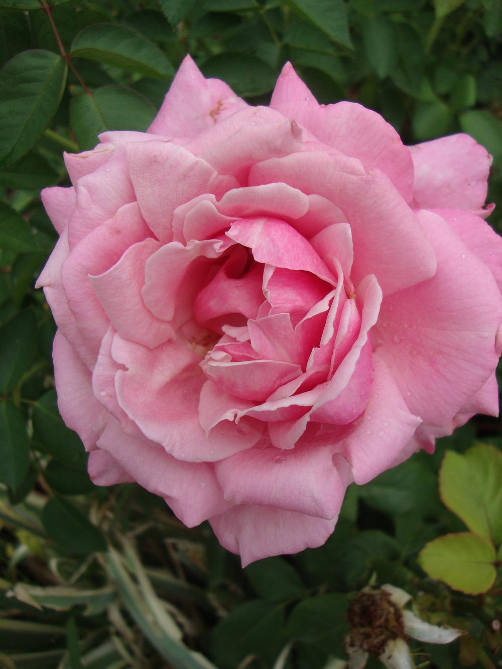Photo of Rose (Rosa 'Memorial Day') uploaded by Paul2032