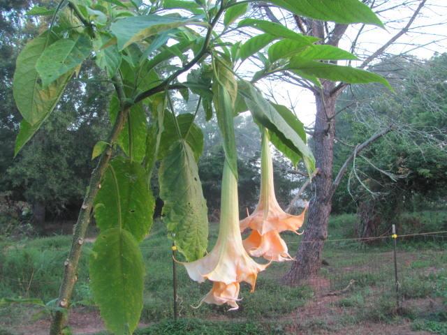 Photo of Angel's Trumpets (Brugmansia) uploaded by Ridesredmule