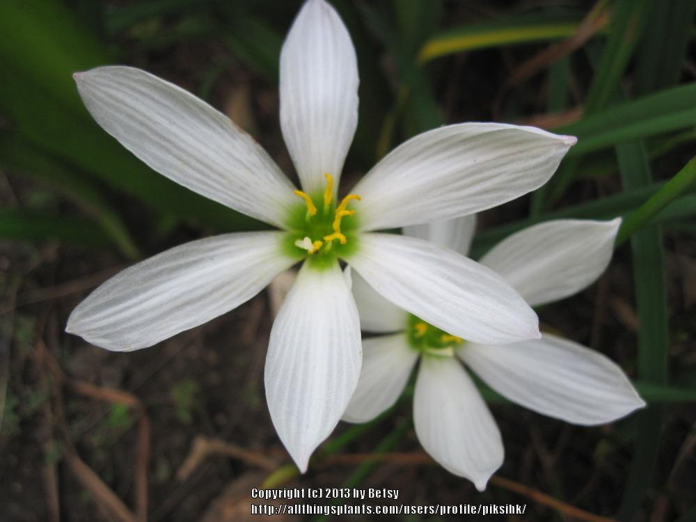 Photo of Rain Lily (Zephyranthes candida) uploaded by piksihk