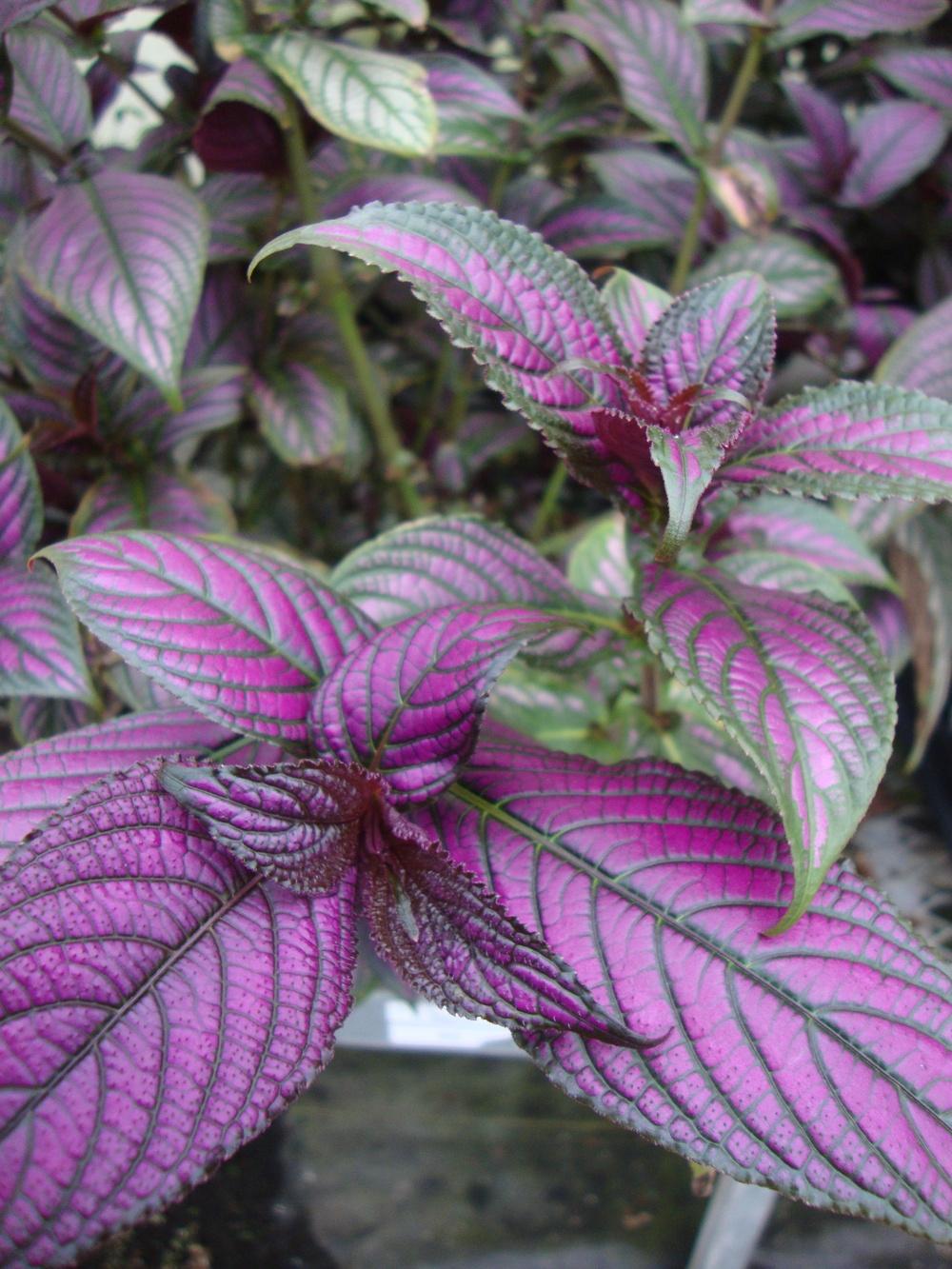 Photo of Persian Shield (Strobilanthes auriculatus var. dyeriana) uploaded by Paul2032