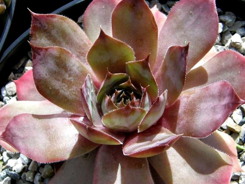 Photo of Hen and Chicks (Sempervivum 'Alesia') uploaded by banker07