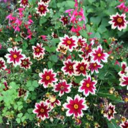 Location: Connecticut
Date: Mid-summer
Coreopsis \"Ruby Frost\" - first year for this plant; bought 2 an