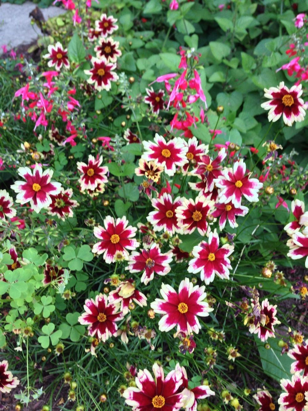 Photo of Hybrid Tickseed (Coreopsis Hardy Jewel™ Ruby Frost) uploaded by DonnieBrook