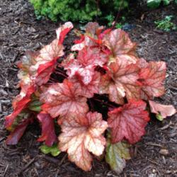 Location: Connecticut
Date: August, 2013
Heuchera \"paprika\"- this is a \"discard\" that had only one lea