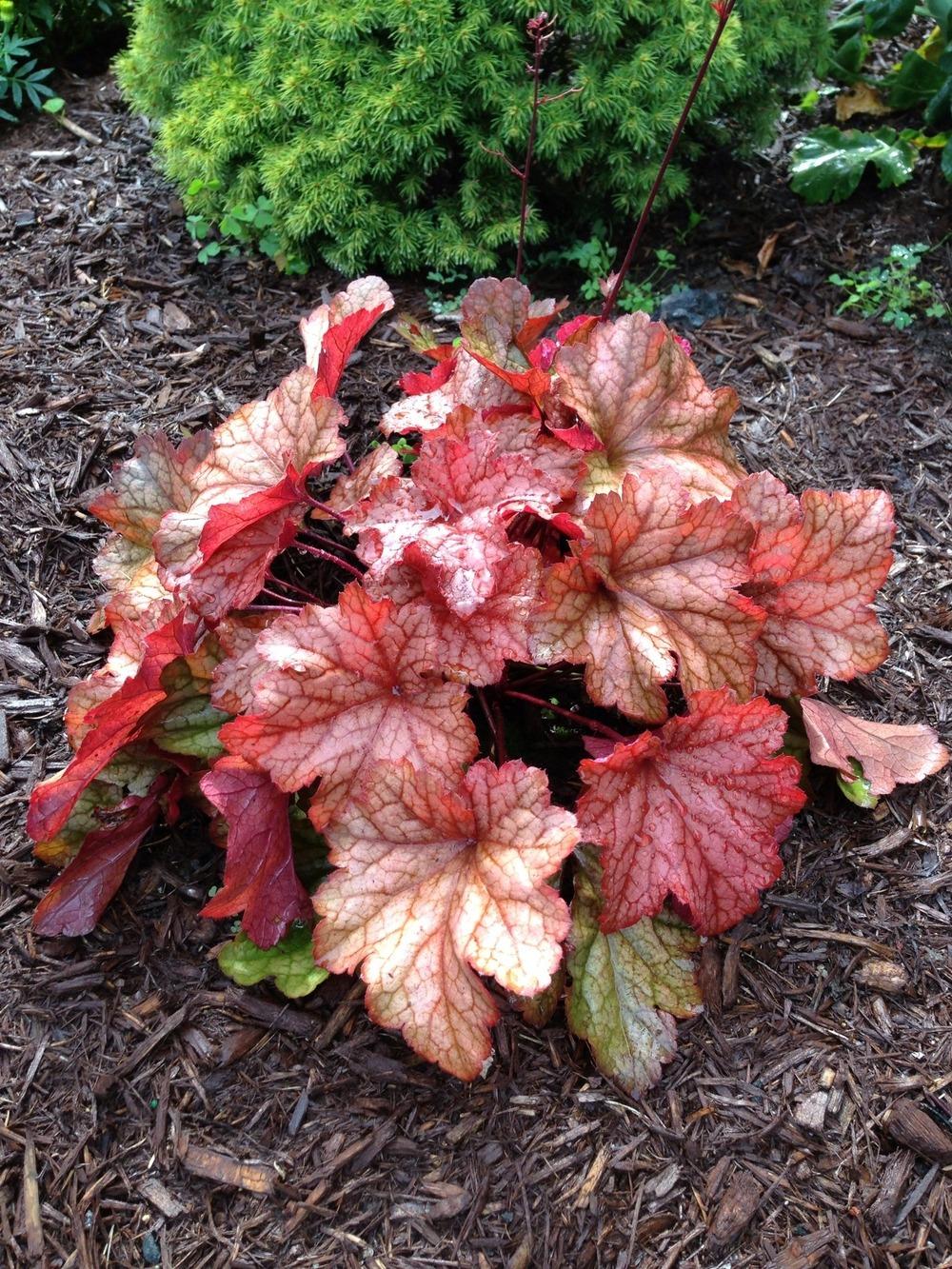 Photo of Coral Bells (Heuchera 'Paprika') uploaded by DonnieBrook