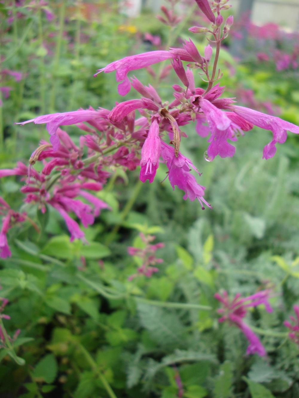 Photo of Anise Hyssop (Agastache 'Heatwave') uploaded by Paul2032