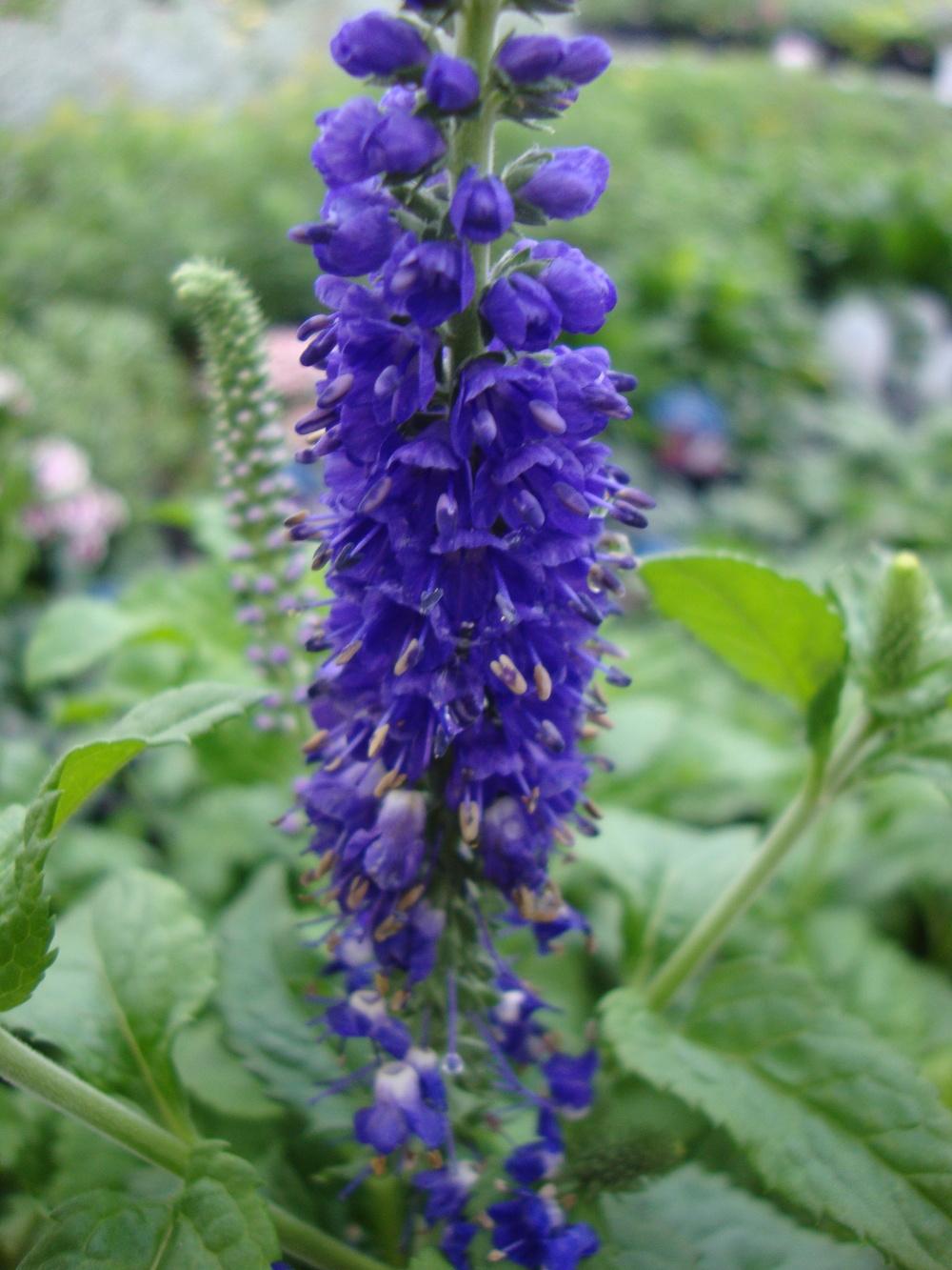 Photo of Speedwell (Veronica 'Sunny Border Blue') uploaded by Paul2032
