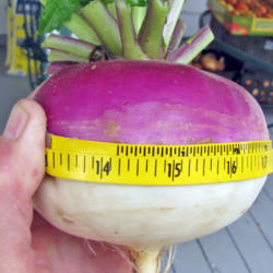 Location: My Place
Date: September 1, 2013
Amazing Size: Almost 14\" Circumference
