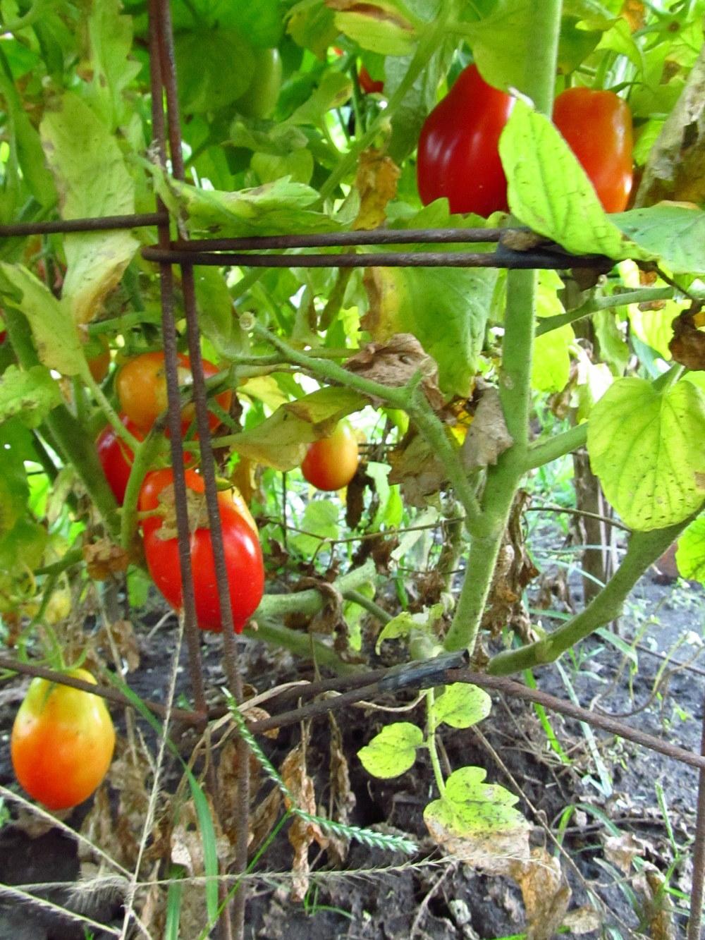 Photo of Tomato (Solanum lycopersicum 'Roma') uploaded by jmorth