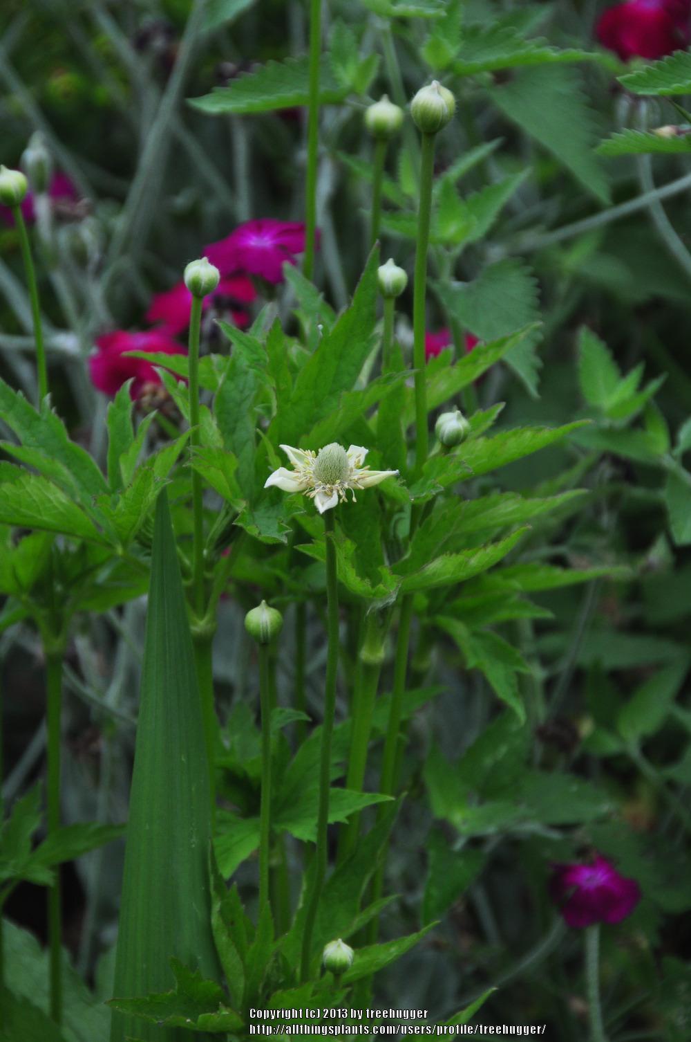 Photo of Thimbleweed (Anemone virginiana) uploaded by treehugger