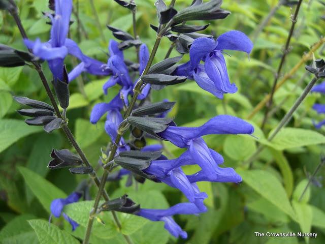 Photo of Anise-Scented Sage (Salvia coerulea 'Black and Blue') uploaded by vic