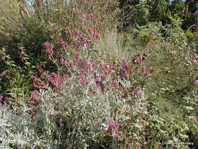 Photo of Canary Island Sage (Salvia canariensis) uploaded by vic