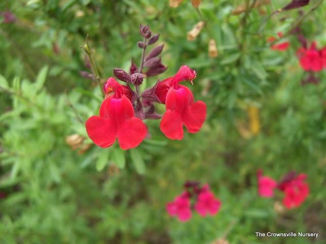Photo of Autumn Sage (Salvia greggii 'Furman's Red') uploaded by vic
