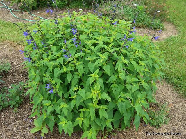 Photo of Anise-Scented Sage (Salvia coerulea 'Black and Blue') uploaded by vic