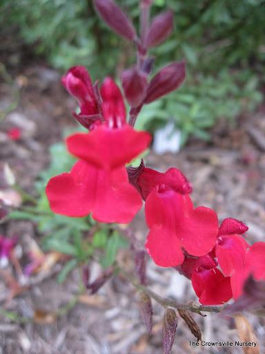 Photo of Autumn Sage (Salvia greggii 'Furman's Red') uploaded by vic