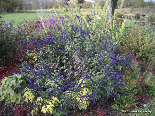 Photo of Garden Sage (Salvia nemorosa 'Sensation Sky Blue') uploaded by vic