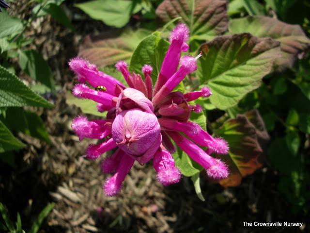 Photo of Rose Leaf Sage (Salvia involucrata 'El Butano') uploaded by vic