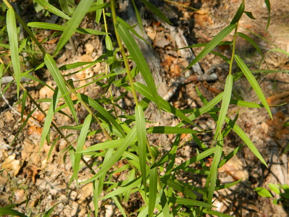 Photo of Sweet Goldenrod (Solidago odora) uploaded by wildflowers