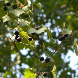 Location: Northeastern, Texas
Date: 2013-09-11
Fruit growing on an old vine about 40 feet up an oak tree