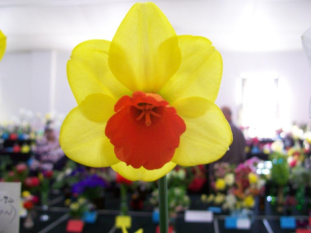 Photo of Large Cupped Daffodil (Narcissus 'Hawley Gift') uploaded by gwhizz