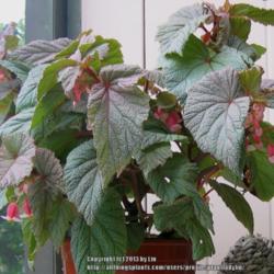 Location: Daytona Beach, Florida
Date: 2007-08-31 
I no longer have this lovely begonia, the photo is from 2007