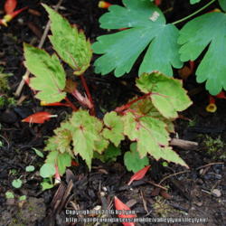 Location: Pacific Northwest, zone 8
Date: 2013-05-27
Coming out of dormancy in my zone 8 bright shade garden.