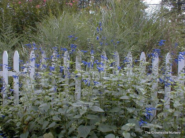 Photo of Blue Anise Sage (Salvia coerulea) uploaded by vic