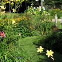 A Simple Fix for Leaning Daylily Scapes