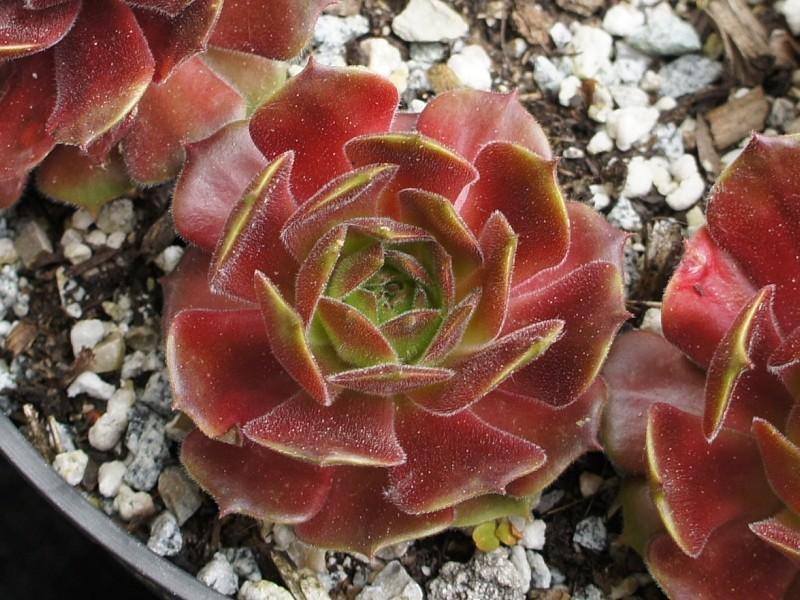 Photo of Hen and Chicks (Sempervivum 'Aaron') uploaded by banker07