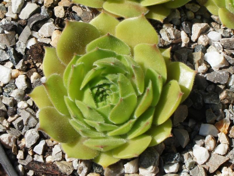 Photo of Hen and Chicks (Sempervivum 'Aaron') uploaded by banker07