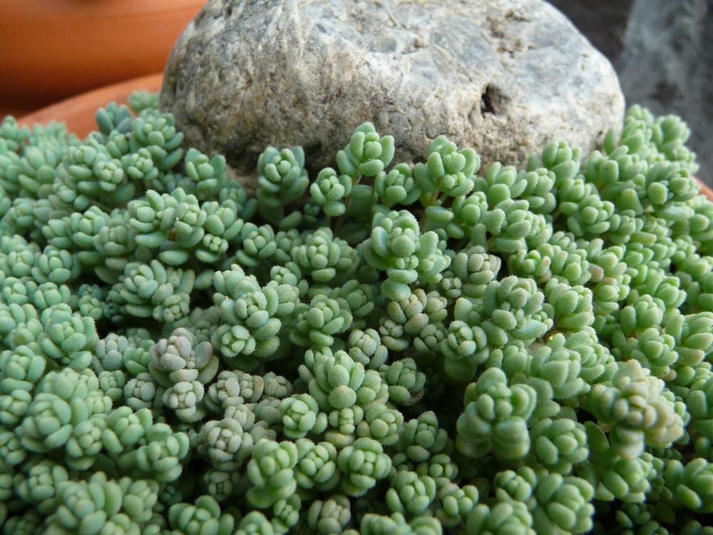 Photo of Corsican Stonecrop (Sedum dasyphyllum 'Major') uploaded by gardengus