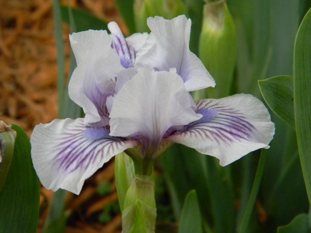 Photo of Standard Dwarf Bearded Iris (Iris 'Awake') uploaded by mattsmom