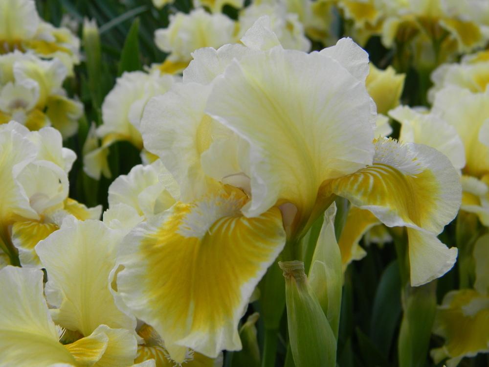 Photo of Standard Dwarf Bearded Iris (Iris 'With Castanets') uploaded by mattsmom