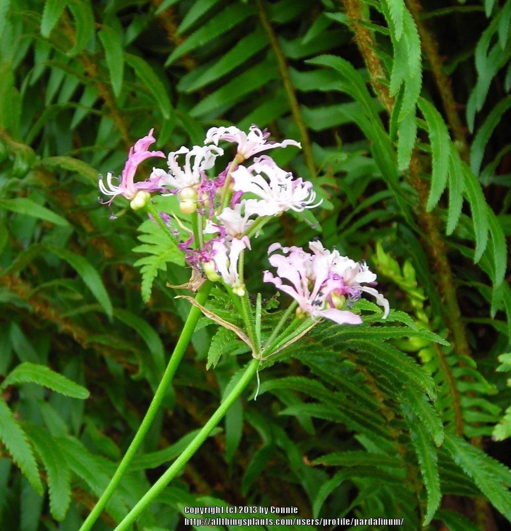Photo of Guernsey Lily (Nerine filifolia) uploaded by pardalinum