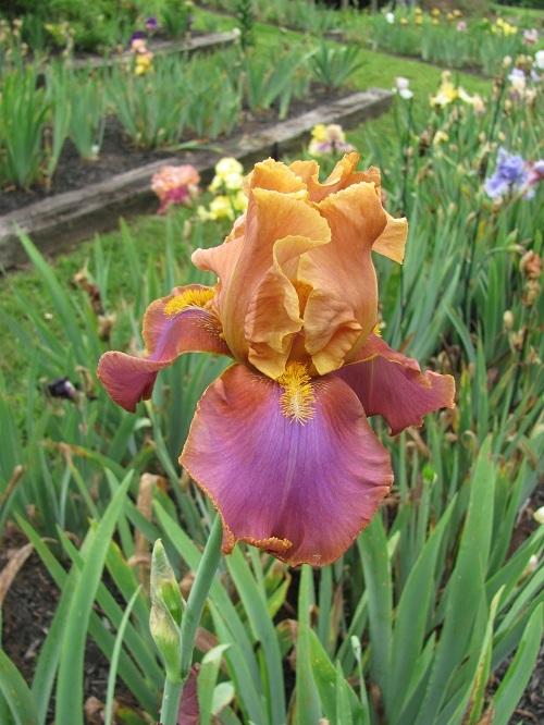 Photo of Tall Bearded Iris (Iris 'Pheasant Feathers') uploaded by starwoman