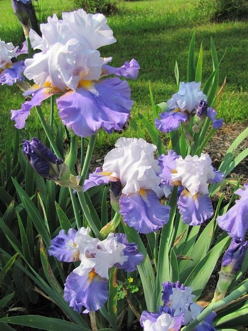 Photo of Tall Bearded Iris (Iris 'Sweet Serenity') uploaded by starwoman