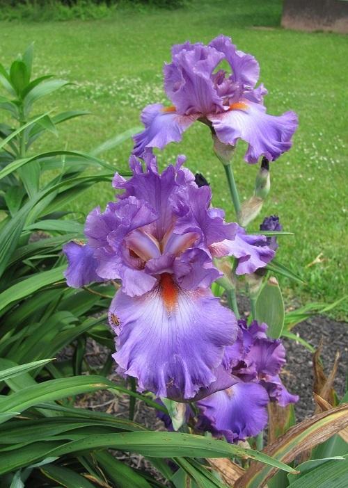 Photo of Tall Bearded Iris (Iris 'Imperial Reign') uploaded by starwoman
