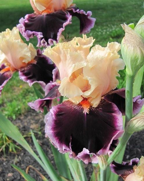 Photo of Tall Bearded Iris (Iris 'Dazzle') uploaded by starwoman